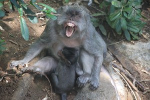 Does this need a caption?