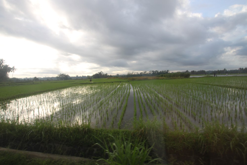 Rice Paddies