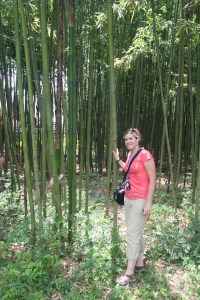 Bamboo Forest